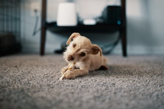 Farmington Hills Carpet and Floors